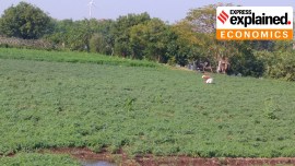 chana chickpea field