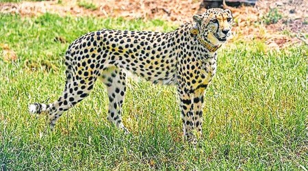 Project Cheetah, Kuno National Park, Global Tiger Forum, Bhopal, Kuno Palpur sanctuary, Indian Express, India news, current affairs