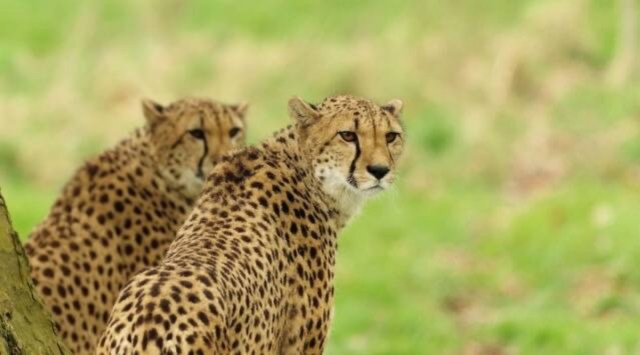 cheetahs kuno national park