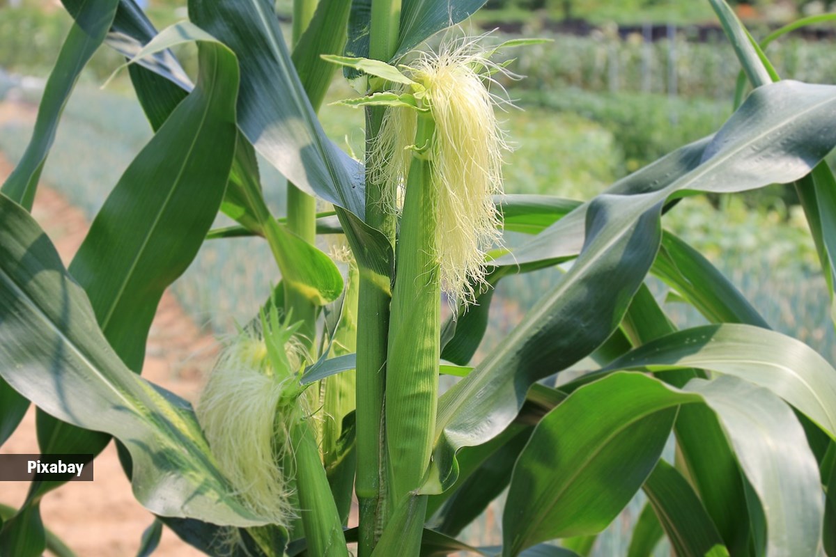 corn silk 