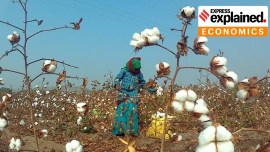 cotton farmers, kharif crop