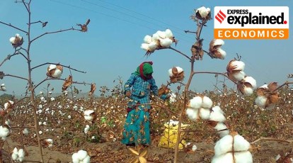 Farming - Radiant Cotton India