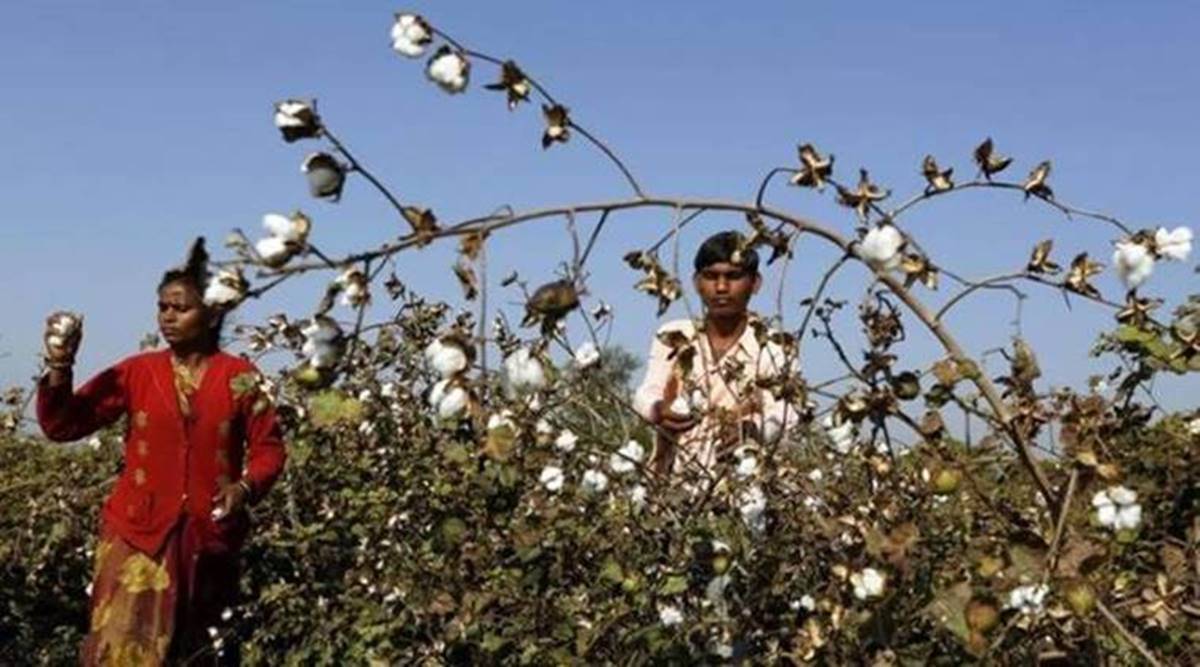 Coverage under cotton crop in Punjab at an all-time low