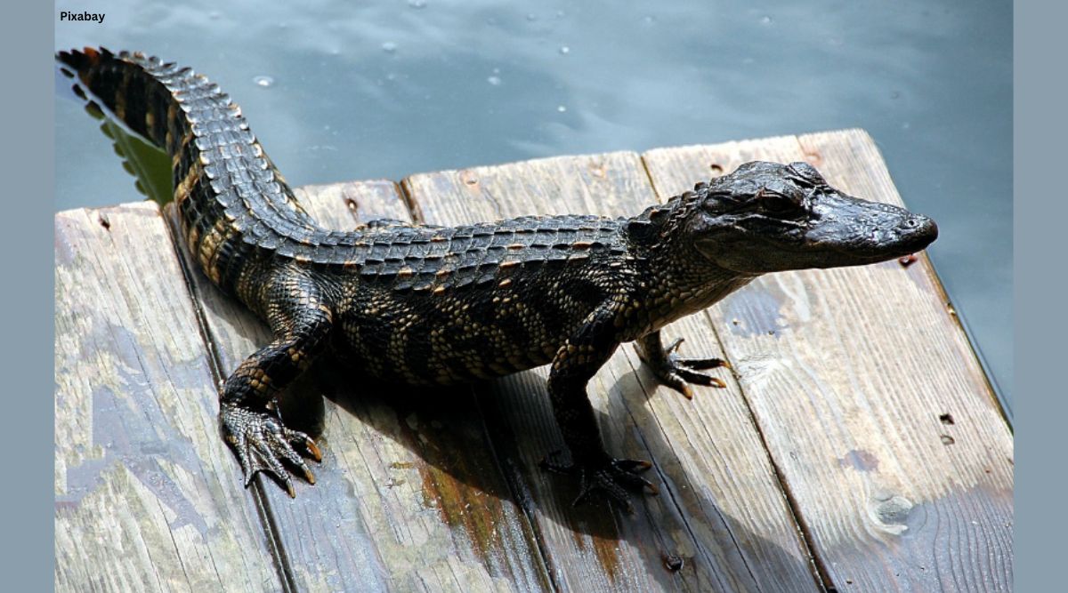 11-foot alligator found swimming in pool at Florida home