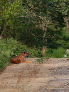 Lives Of Kabini At Nagarhole National Park