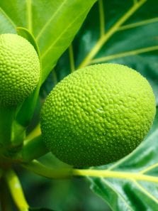 Know more about breadfruit