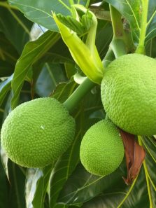 Benefits of breadfruit