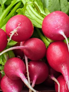 Tender vs mature radish: Which one to choose?