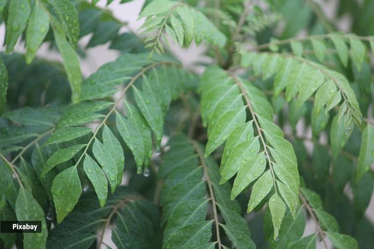 Curry leaves are also packed with nutrients and are very beneficial for health. (Pic source: Pixabay)