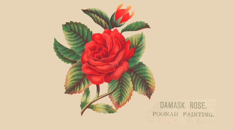 damask rose