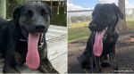 dog with the longest tongue
