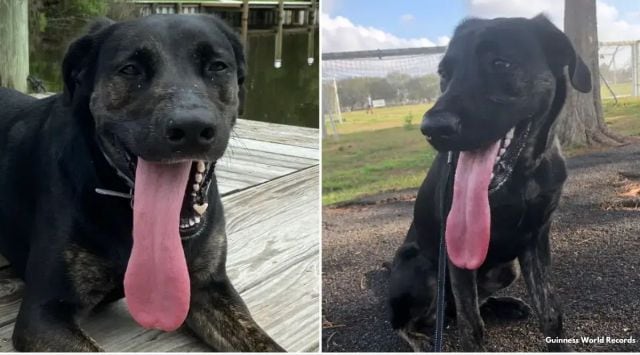 dog with the longest tongue