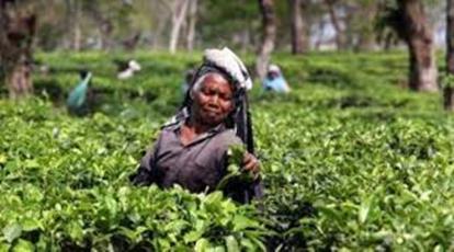 Sri Lanka set to start tea-for-oil barter with Iran next month