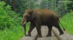 elephant crossing rail track