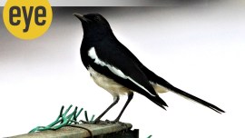 Oriental magpie robin