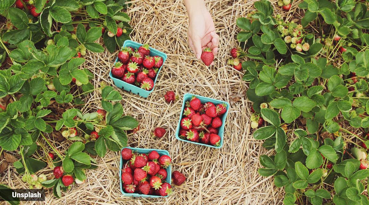 Bees and hoverflies are key to growing more fruit and veg in cities 