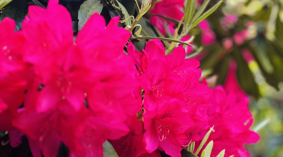 bio topfpflanzen Bio Jiaogulan (Gynostemma pantaphyllum)
