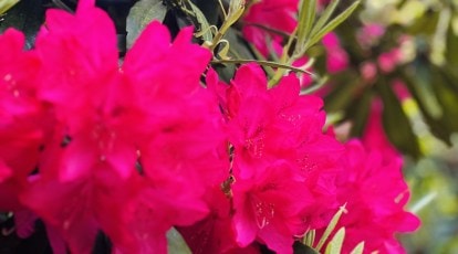 Giant paper Flowers at Rs 100/piece, Paper Flower in New Delhi