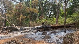 forest officer accused for issuing transit passbook to a private individual