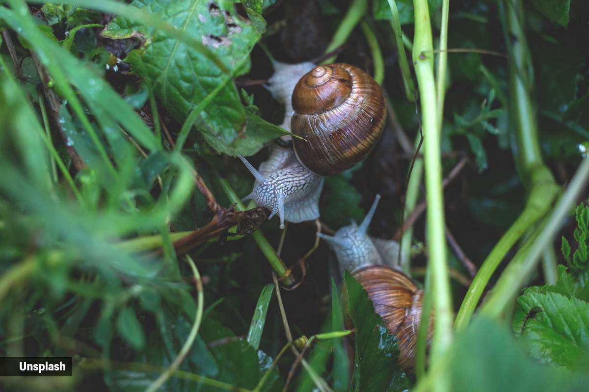 snails