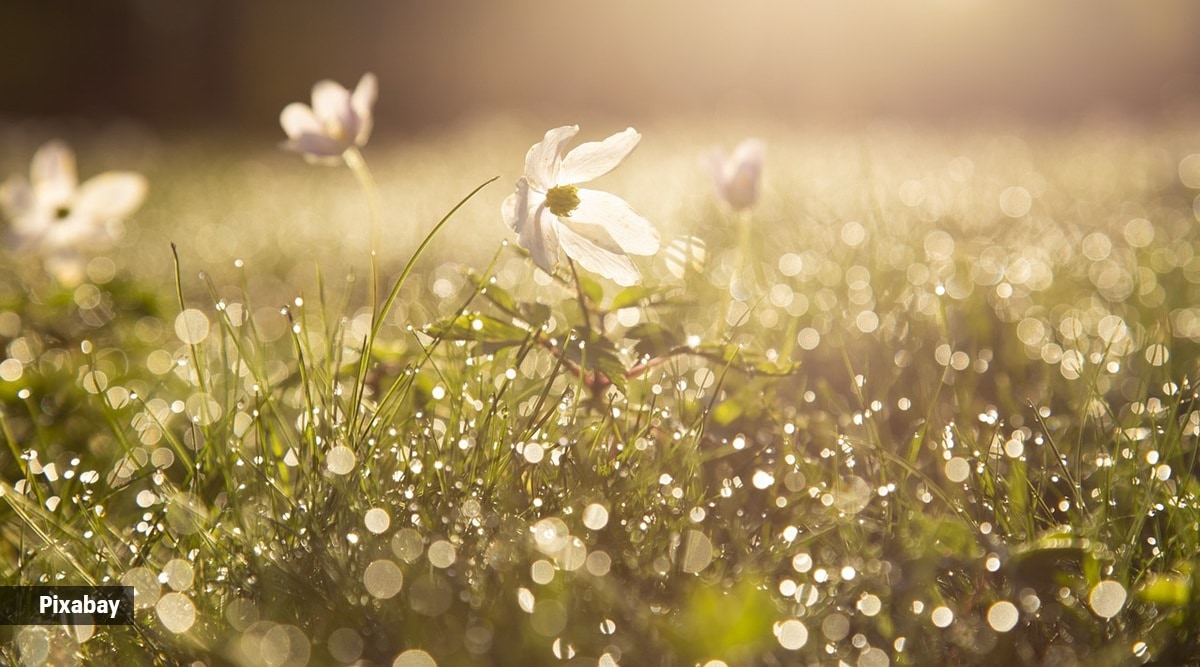 Four dangers lurking in your garden – and how to protect yourself