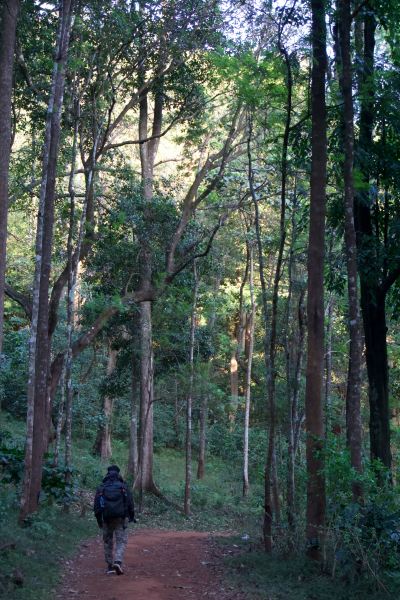 Take a walk in the lush forests of Chikmagalur. Picture: Unsplash