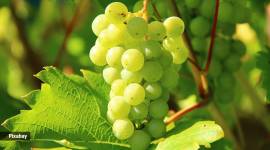 grapes can be good for gut health