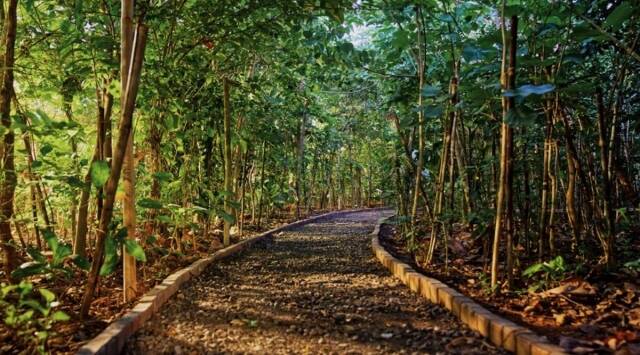 Govt to use modified Miyawaki method to grow small forest clusters at 85 areas - Vimarsana News