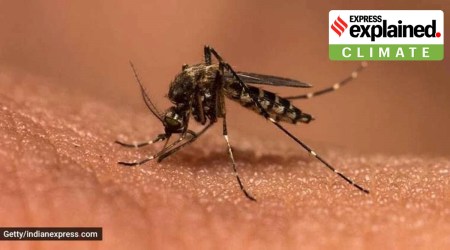 insect-borne diseases and climate change