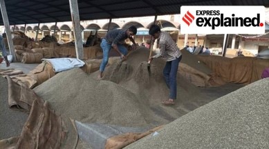 jeera crop at Unjha