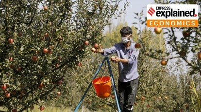 https://images.indianexpress.com/2023/06/kashmir-apples-1200.jpg?w=414