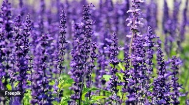 lavender