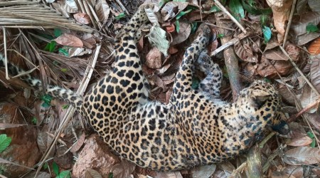 Male leopard found dead in North Goa’s Ponda; officials suspect territorial fight