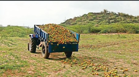 Cyclone Biparjoy, Cyclone Biparjoy gujarat, Cyclone Biparjoy lanfall gujarat, gujarat Farmers dump mangoes, Ahmedabad news, Gujarat, Indian Express, Current affairs