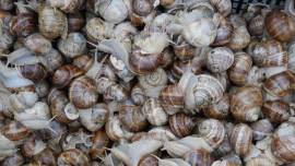 SNAILS