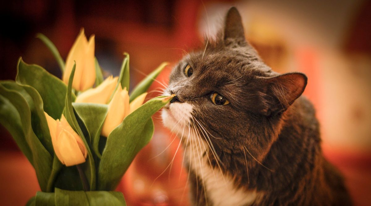 Cats’ sense of smell works just like highlyadvanced chemical analysis