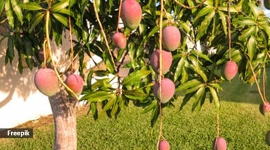 File:Mango - single.jpg - Wikimedia Commons