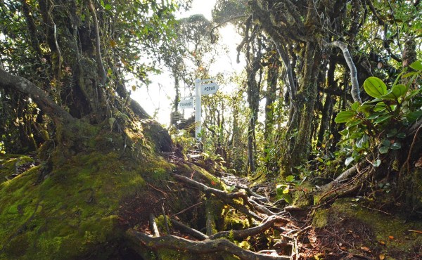 苔藓森林粗糙缠绕的树木。 图片：cameronhighlands.net