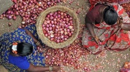 red onion, red onion farmers, gujarat red onion farmers, rajkot red onion farmers, Ahmedabad news, Gujarat, Indian Express, Current affairs