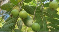 guava compensation scam, chandigarh news