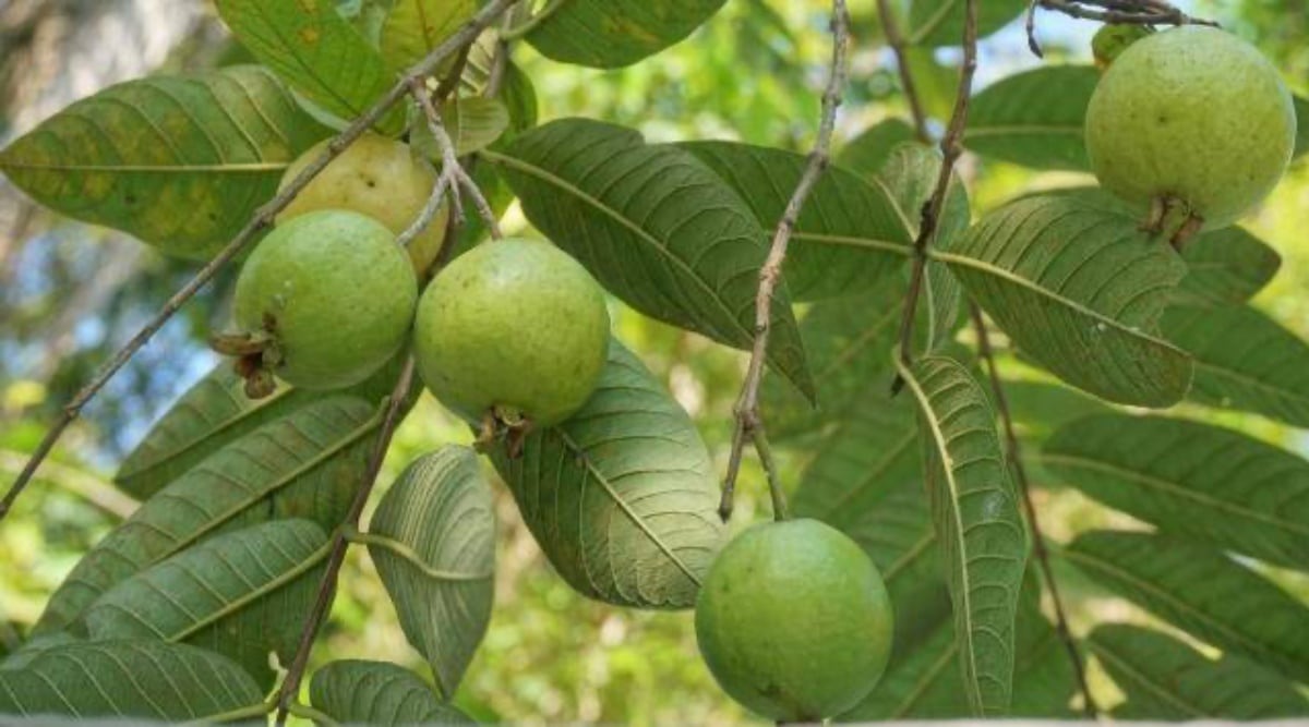 VB inquiry finds records of land where guava trees were planted by some revenue officials