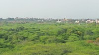 The Ridge is an extension of the Aravallis, and parts of it have been notified as a reserved forest. Archive