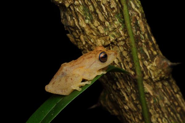 Blue eyed bush frog in Agumbe. Picture: Unsplash