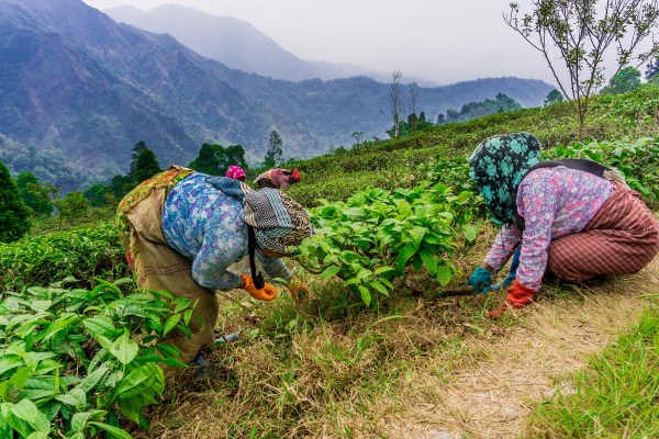 Visit Makaibari tea estate. Picture: Shutterstock