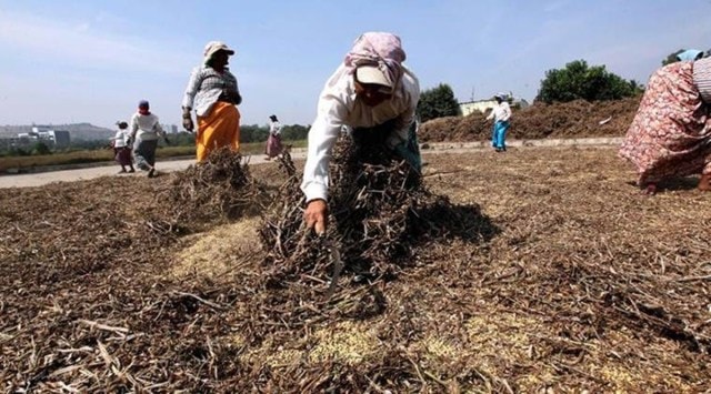 Kharif season: Soyabean seed manufacturers stare at price dip