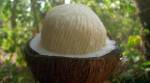 With its translucent appearance and sweet, nutty flavor, the coconut apple offers a unique and refreshing taste