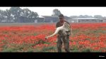 swans Slovakia poppy seeds