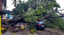 tree fall, mumbai rain, indian express, monsoon