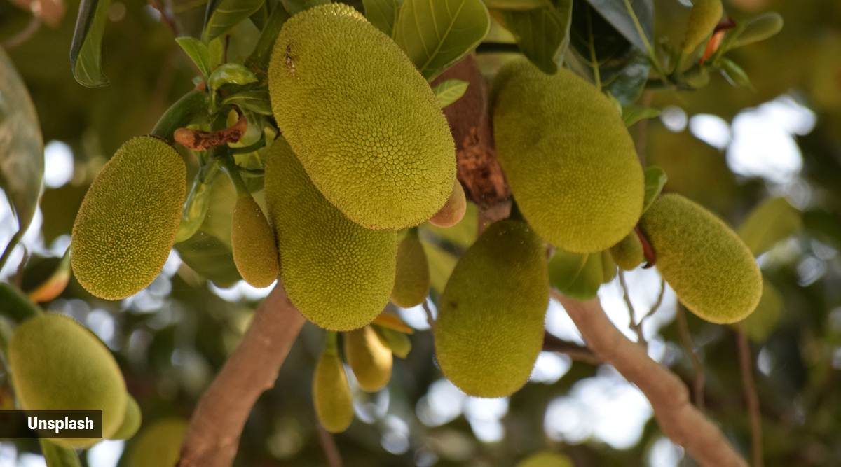 Jackfruit festival