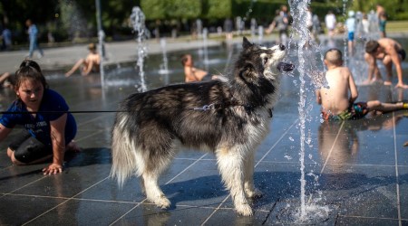 A dog cools off in a public fountain in Vilnius, Lithuania, June 9, 2023. (AP)